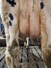 15. desember_Hjelmeland_jur bak.jpg