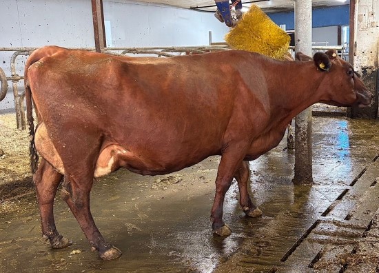 15. desember_Hovde.jpg