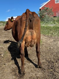 15. desember_Hovde_jur bak.jpg