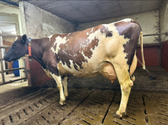 16. desember_Kinn.png