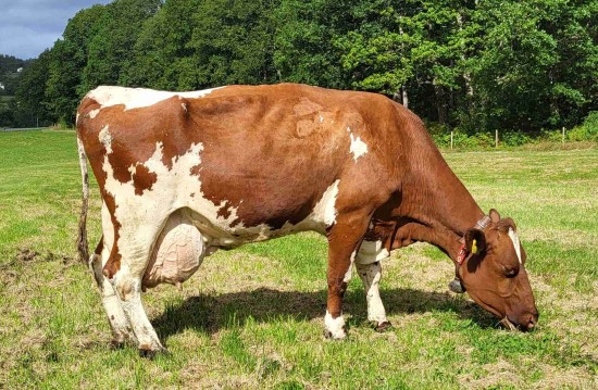 16. desember_Ugland.jpg