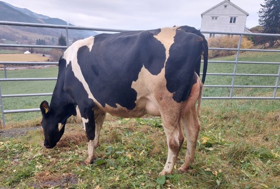 17. desember_Kj&aelig;rland.jpg