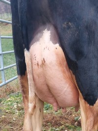 17. desember_Kj&aelig;rland_jur bak.jpg