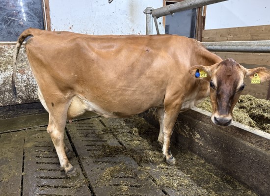 19. desember_Rishaugen.jpg