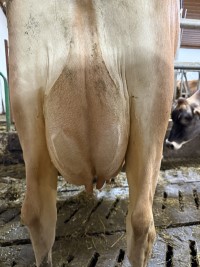 19. desember_Rishaugen_jur bak.jpg