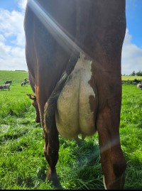 2. desember_Horpestad_jur bak.jpg