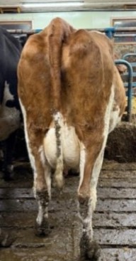 2. desember_Johnsen_jur bak.jpg