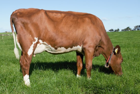 20. desember_Timpelen.jpg