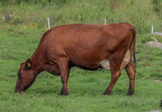 22. desember_Hobberstad.jpeg