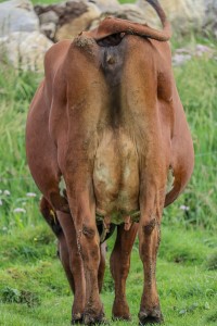 22. desember_Hobberstad_jur bak.jpeg