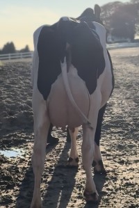 23. desember_Lunden_jur bak.jpg