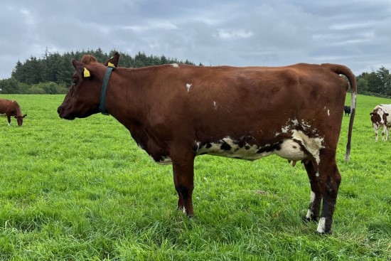 3. desember_Håland.jpg