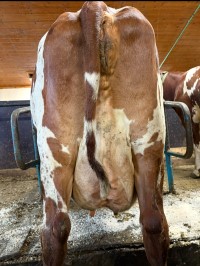 3.desember_Øren_jur bak.JPEG