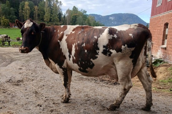 4. desember_Mangelrød.jpg