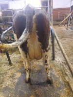 4. desember_Mangelrød_jur bak.jpg