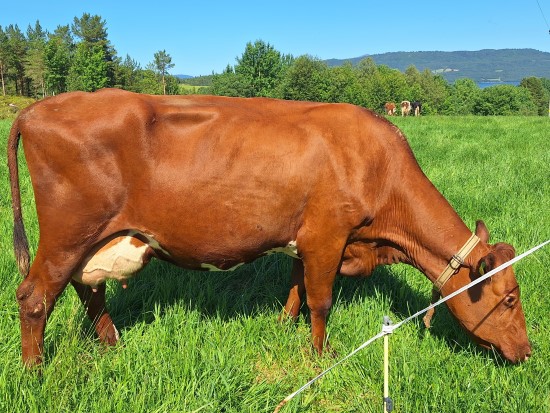 5. des_Torvik og Blekken.jpg