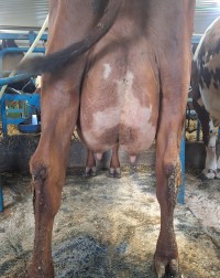 5. des_Torvik og Blekken_jur bak.jpg