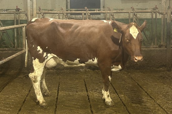 5. desember_Søyland.jpg