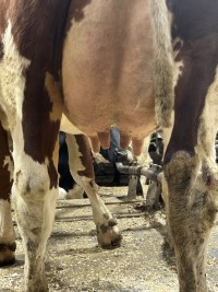 5. desember_Søyland_jur bak.jpg