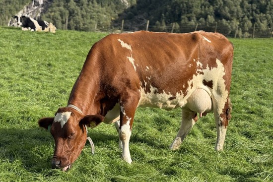 6. desember_Espedal.jpg