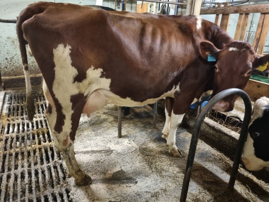 6. desember_&Oslash;straat.jpg