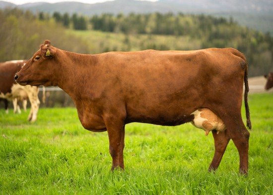 7. desember_Holstadsve.jpg