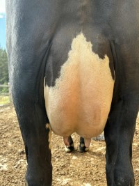 7. desember_Opsund_jur bak.jpeg