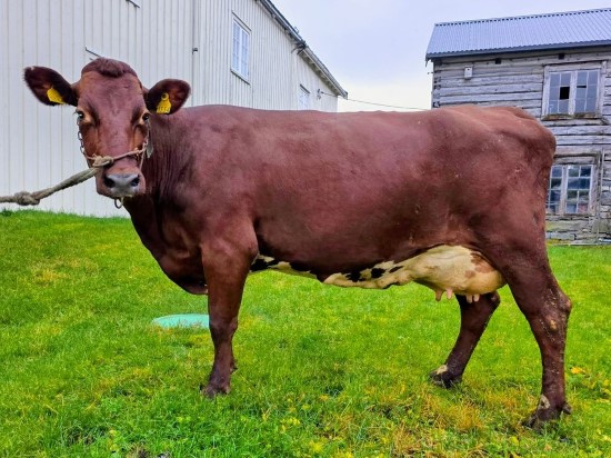 8. desember_Moe.jpeg