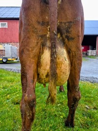 8. desember_Moe_jur bak.jpeg