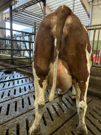 9. desember_St&oslash;fring_jur bak.jpeg