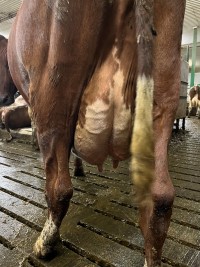 Halbostad_jur bak.jpg