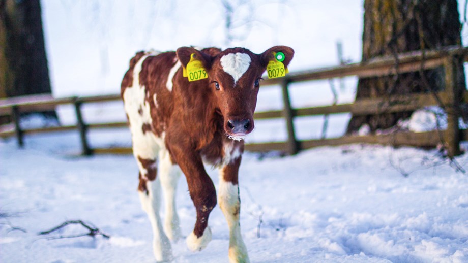 bilde av kalv i snøen med GS-merke i øret