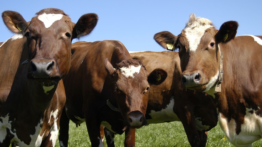 Fire kyr som står sammen. Tre av dem ser mot kamera. Alle er røde og hvite.