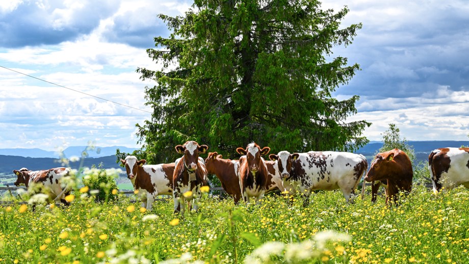 Bilde av en flokk med kviger i en blomstereng.