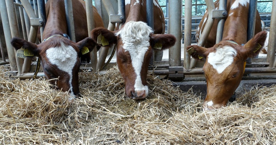 Bilde av embryokviger som spiser halm av fôrbrettet.