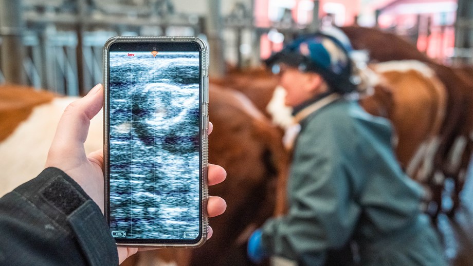 En veterinær står med kua mens det i forgrunnen vises en hånd som holder telefon med bilde av det som vises med ultralyd.
