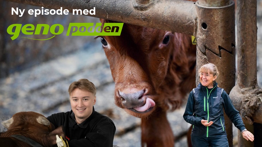 Illustrasjon med nærbilde av en kalv i fjøset. Små bilder av programlederne og litt tekst er lagt utenpå.