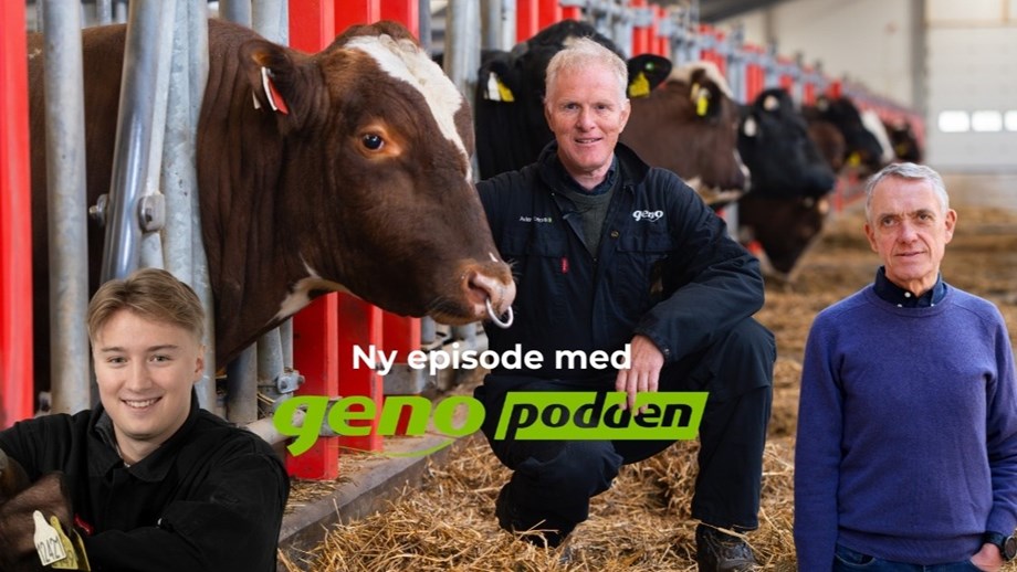 Illustrasjon med bilde av Håvard i fjøset sammen med en okse. Bilder av Peter og Rasmus er lagt oppå.