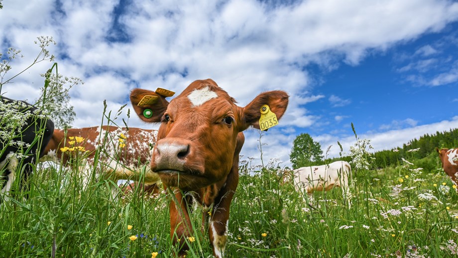 Bilde av kvige på sommerbeite