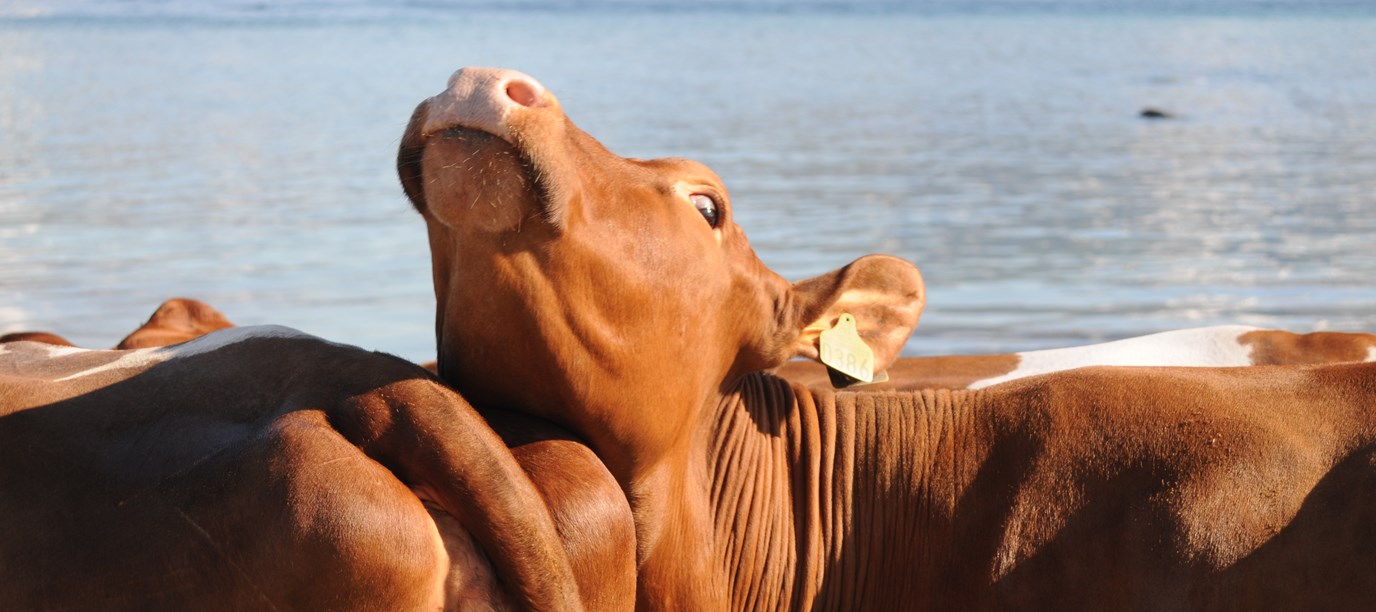 Ku som lener seg over en annen ku og strekker hodet.