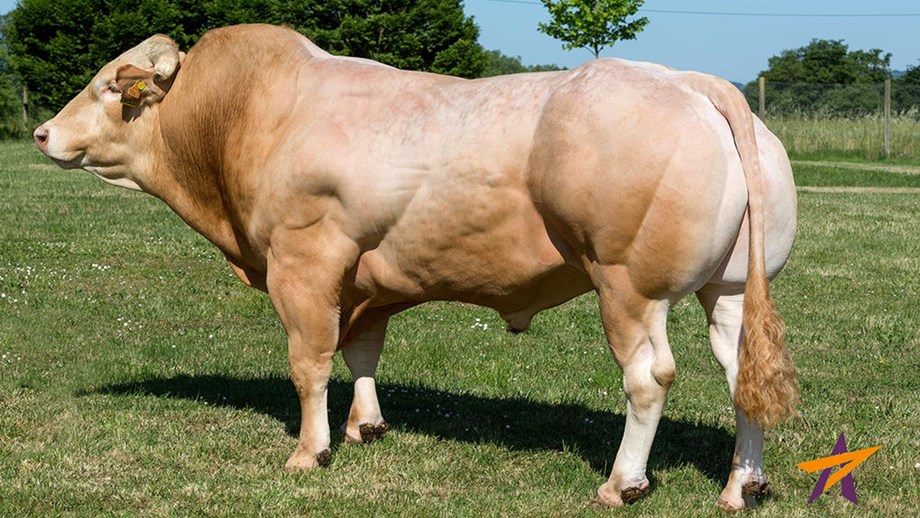 Bilde av kjøttfeoksen 75038 Glacon av rasen Blonde d'Aquitaine