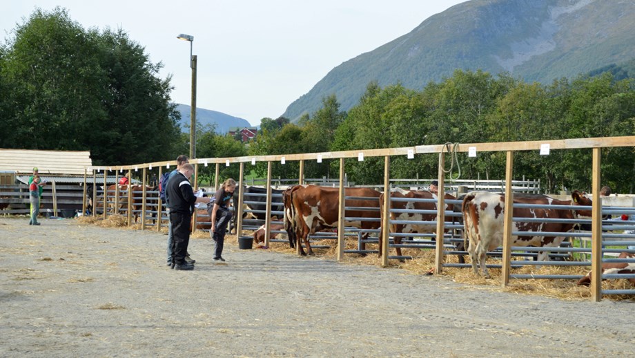 Bilde av dyr på utstillingsplassen under dyregod-dagane 2014