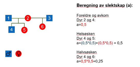 tradisjonelt_slektskap550px.jpg