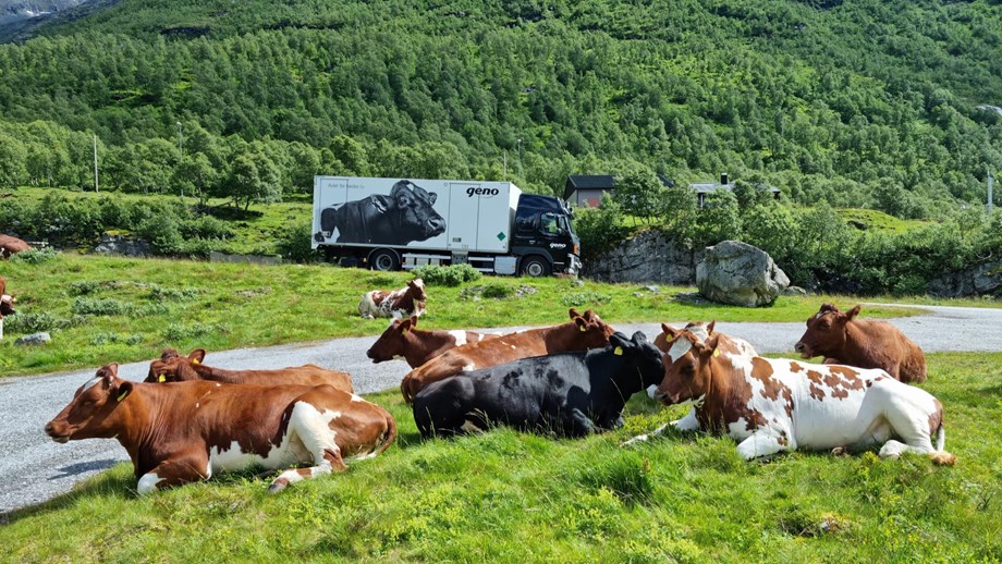 Kyr som ligger på beite med en vei i bakgrunnen hvor sædbilen kjører.