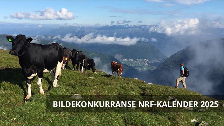 Kuer som går på rekke på fjellet. Fjell og dal og blå himmel i bakgrunnen.