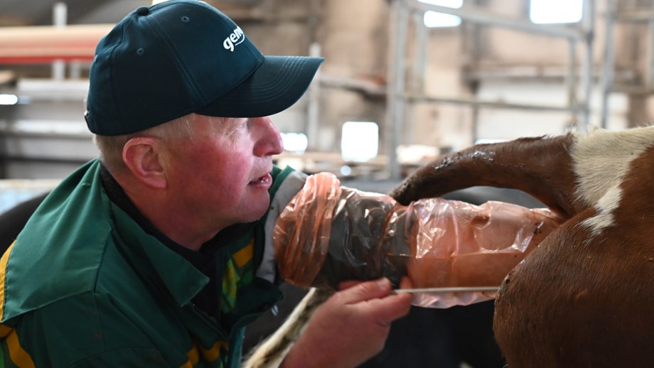 Tett på en inseminør som har armen inni kua og en inseminator.