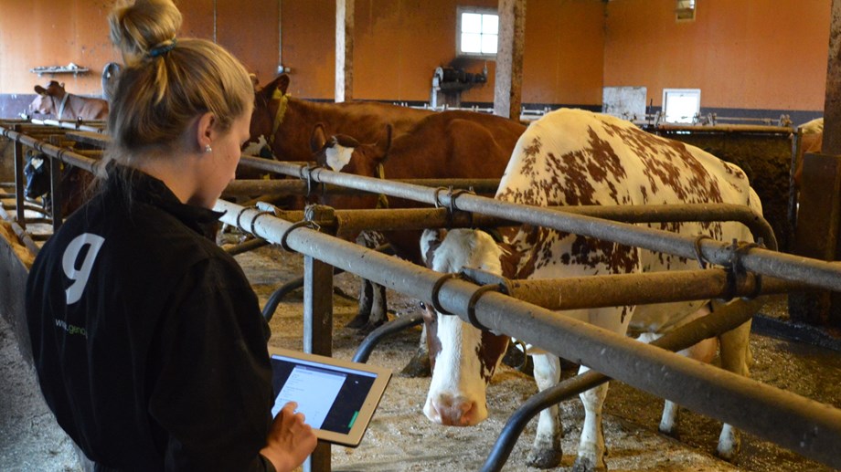 Kvinne med lyst oppsatt hår står med ryggen til fotografen. Hun holder en Ipad hvor avlsplanprogrammet vises på skjermen. Hun står i fjøset med ei ku foran seg. Flere kyr vises i bakgrunnen.
