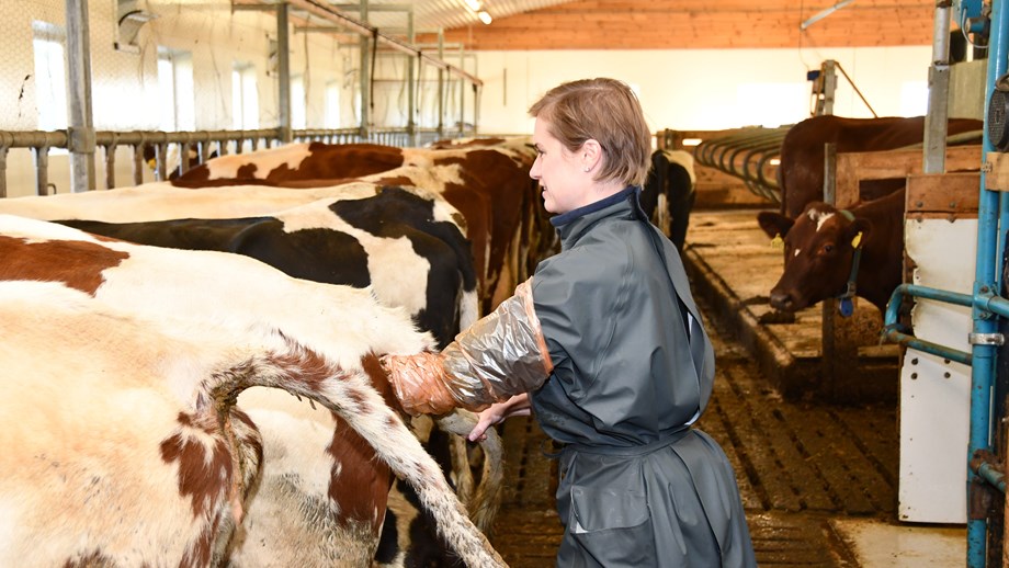 Kvinne i veterinærkittel og hanske. Hun holder hånden inni ei av kyrne som står sammen med flere i fanghekk.