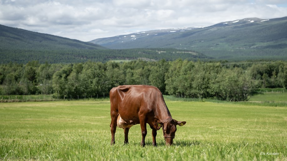 En rød ku som står og spiser gress på beite. Grønt jorde, skog og fjell i bakgrunnen.
