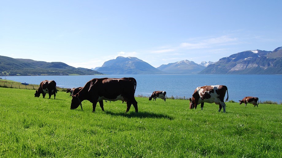 Bilde av ei røde kyr på grønt gress og med blå himmel..